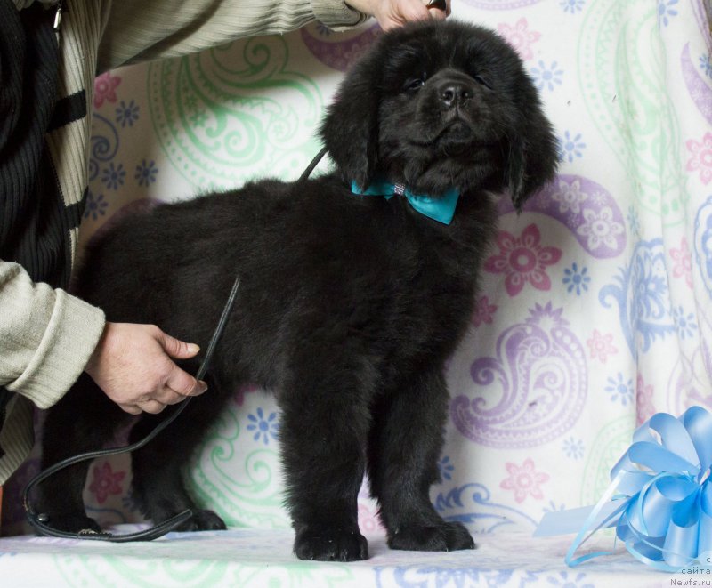 Фото: ньюфаундленд Сатурн Ван Хельсинг