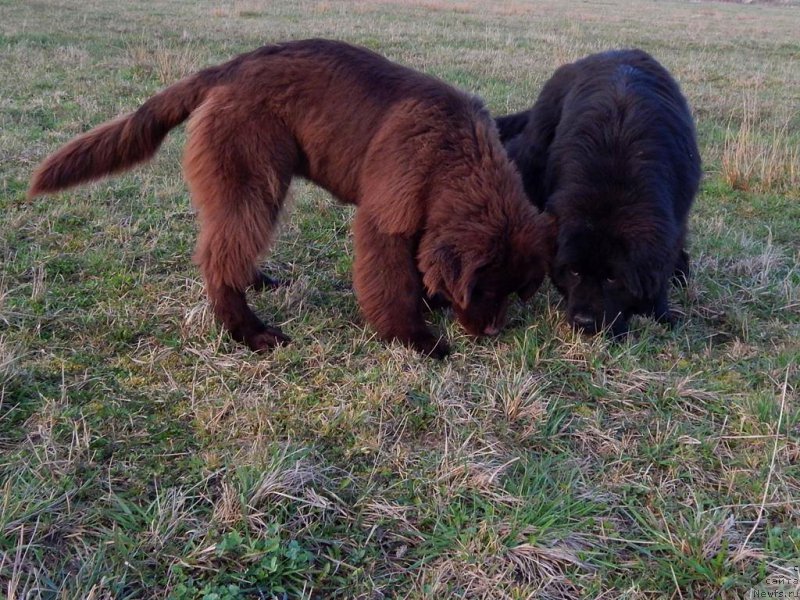 Фото: ньюфаундленд Фанньюф Антарктика (Funnewf Antarktika)