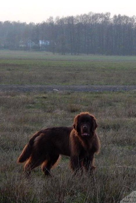 Фото: ньюфаундленд Фанньюф Антарктика (Funnewf Antarktika)