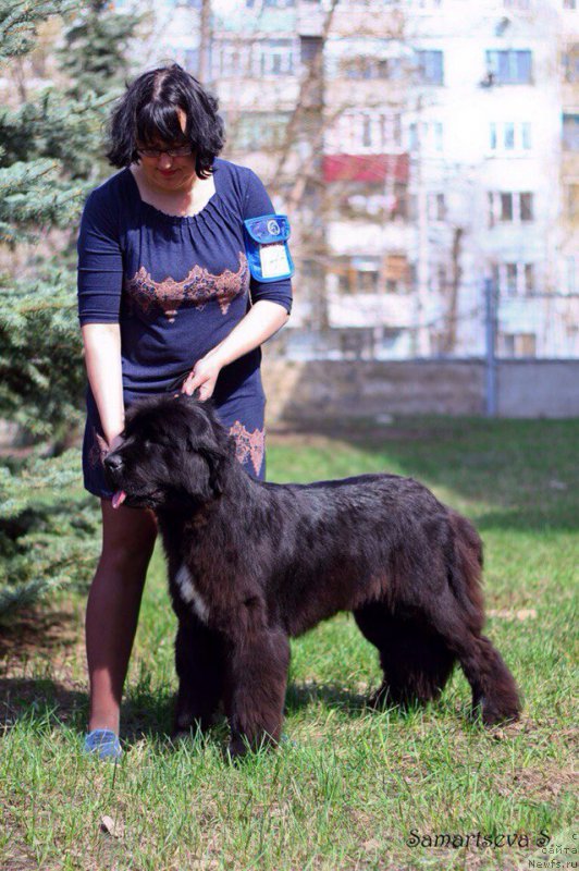 Фото: ньюфаундленд Черный Шарм Елена Прекрасная, Елена Степанова