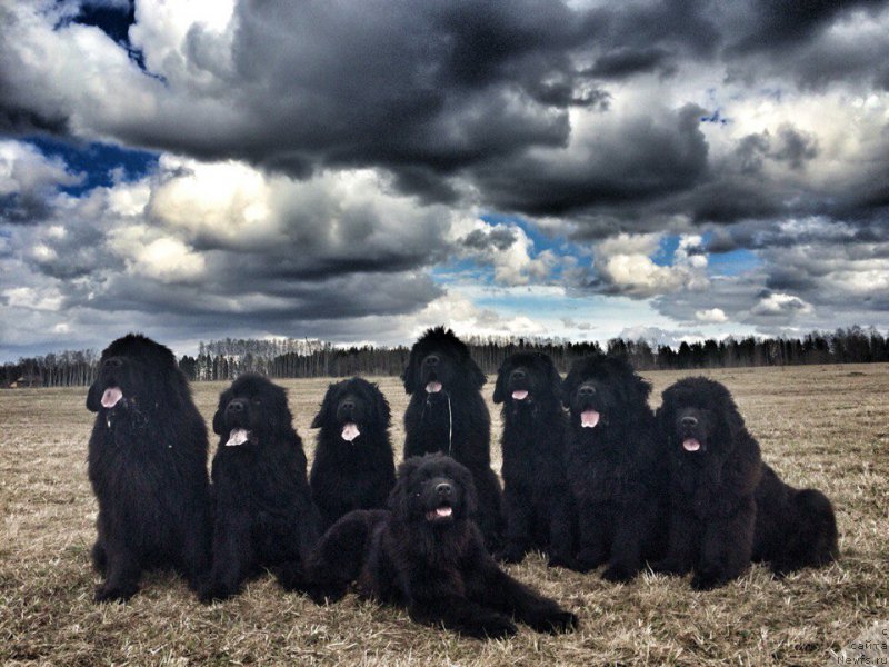 Фотография № 205746