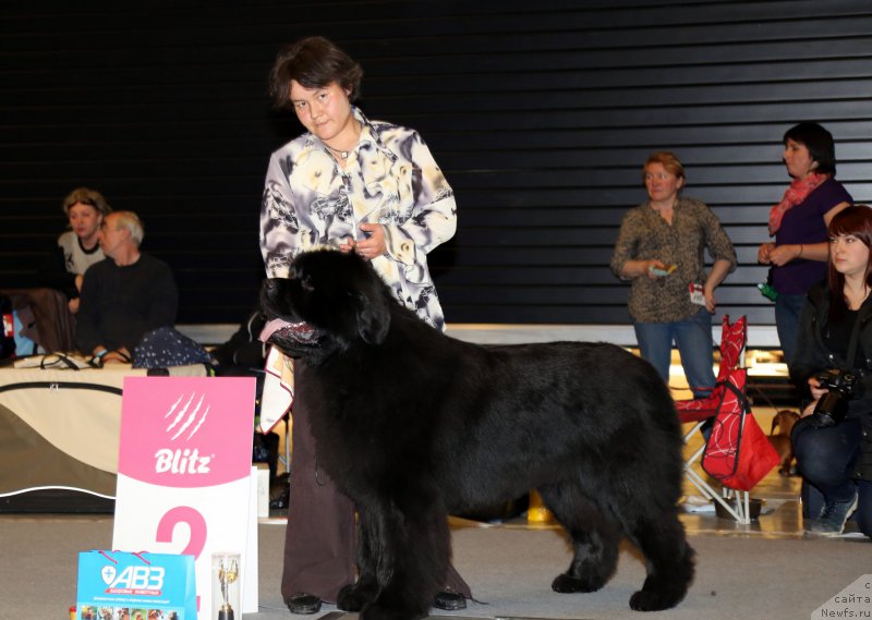 Фото: Дарима Ачитуева, ньюфаундленд Альфа Дар Окса Арсёмий (Alfa Dar Oksa Arsemiy)
