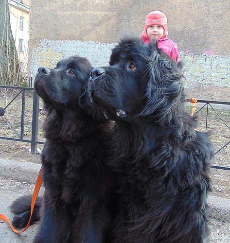 Фото: ньюфаундленд Циннамон БельФра Шармэль из Аркаима (Tsinnamon Bel' Fra Sharmel iz Arkaima), ньюфаундленд Белкондер-Клаб Белла Ренессанс (Belkonder-Club Bella Renaissance)