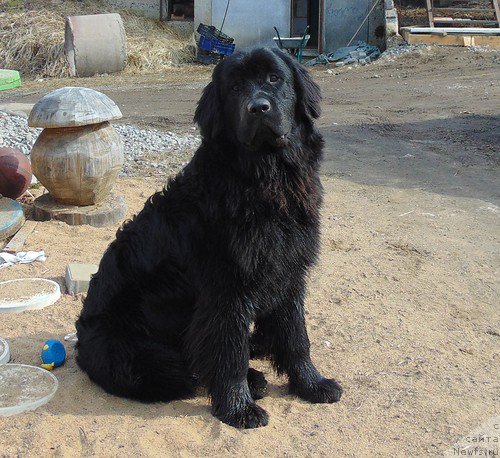 Фото: ньюфаундленд Белкондер-Клаб Бетти Приор (Belkonder-Club Betty Prior)