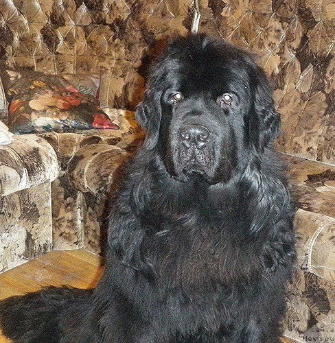 Фото: ньюфаундленд Белкондер-Клаб Ялунго Стронг