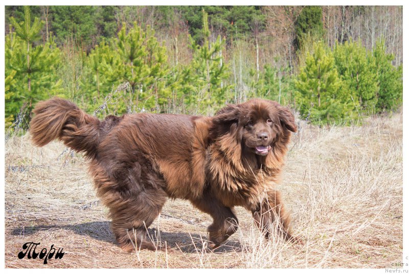 Фото: ньюфаундленд Сверкающая Гора Машаме (Sverkayuzhaya Gora Mashame)
