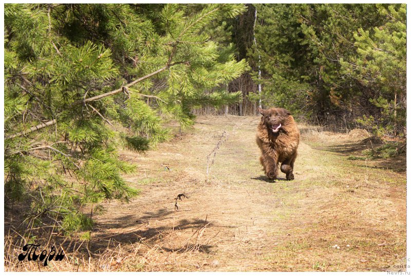 Фото: ньюфаундленд Сверкающая Гора Машаме (Sverkayuzhaya Gora Mashame)