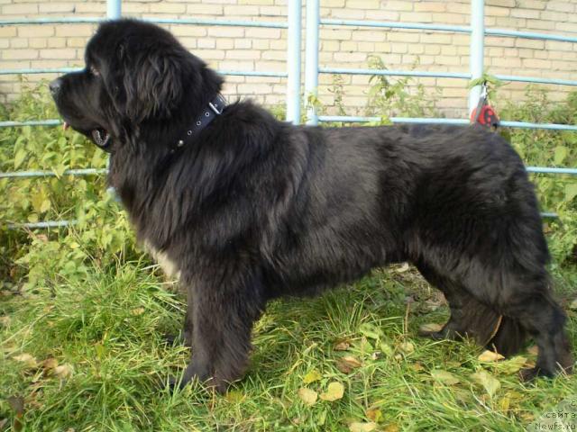 Фото: ньюфаундленд Супер Бизон Армани (Super Bizon Armani)