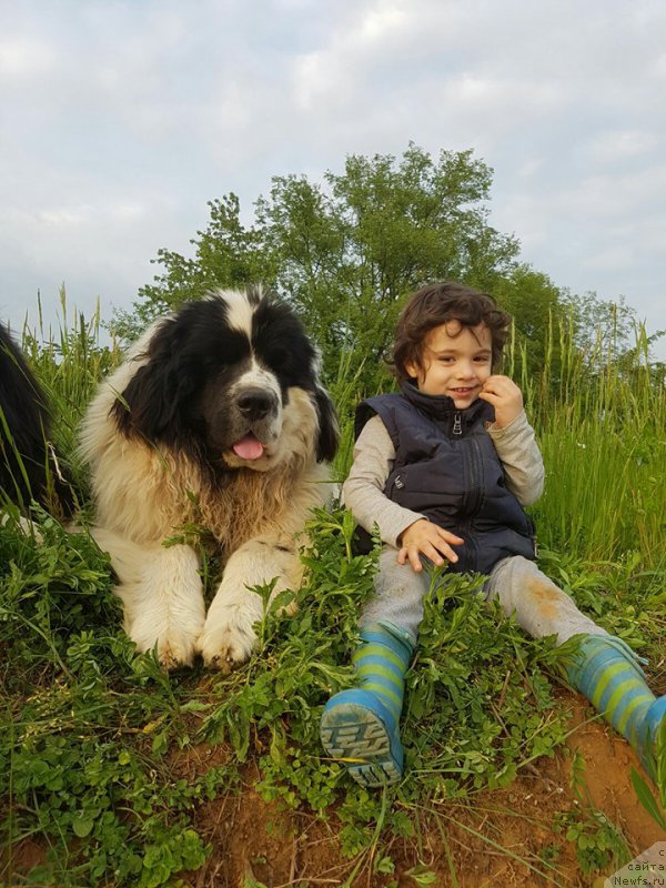 Фото: ньюфаундленд Генри Король фром Рашн Беар (Genri Korol From Russia Bear)