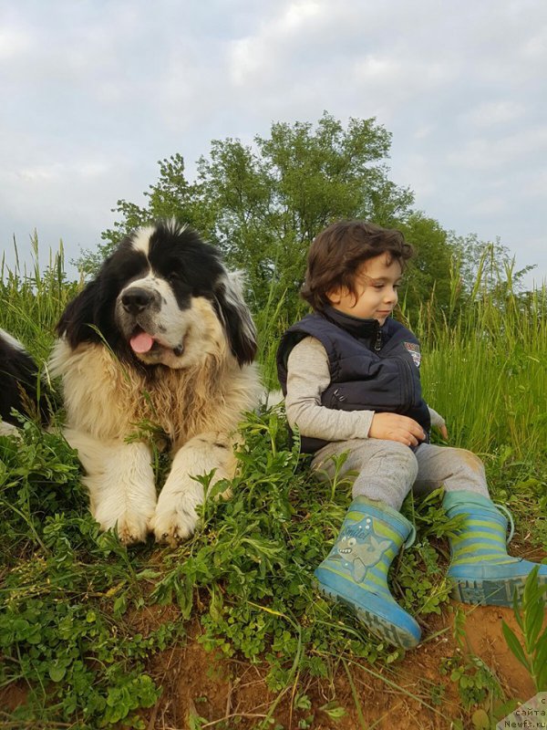 Фото: ньюфаундленд Генри Король фром Рашн Беар (Genri Korol From Russia Bear)