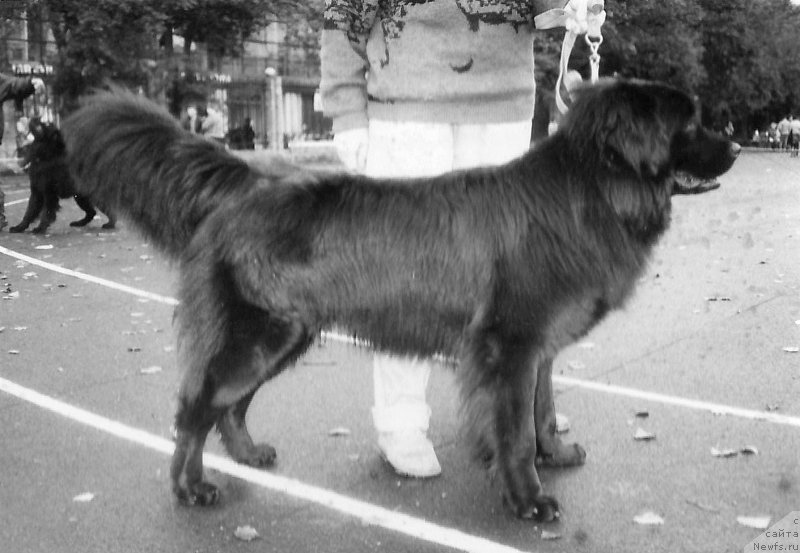 Фото: ньюфаундленд Геон Ян Кор