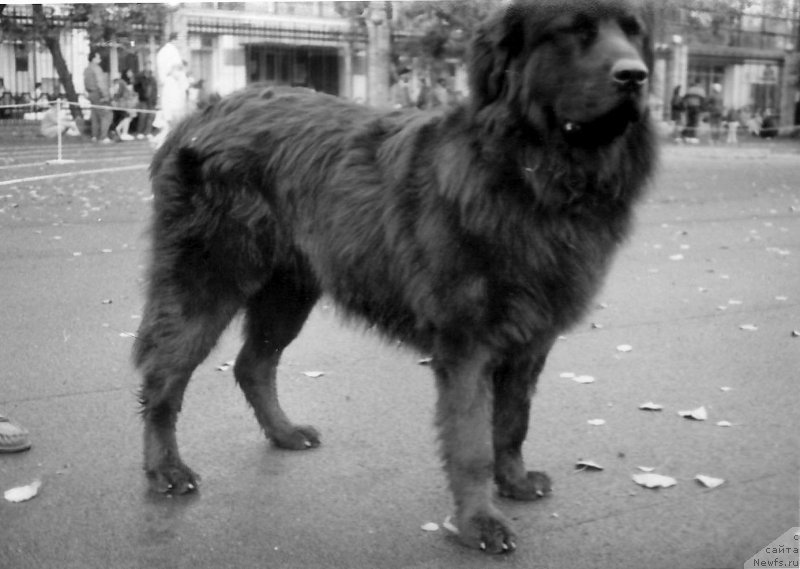 Фото: ньюфаундленд Отар Царь Ол