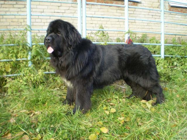 Фото: ньюфаундленд Супер Бизон Армани (Super Bizon Armani)