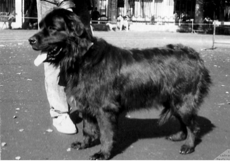 Фото: ньюфаундленд Олли