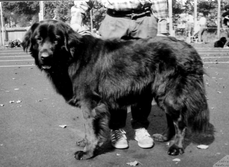 Фото: ньюфаундленд Чанита