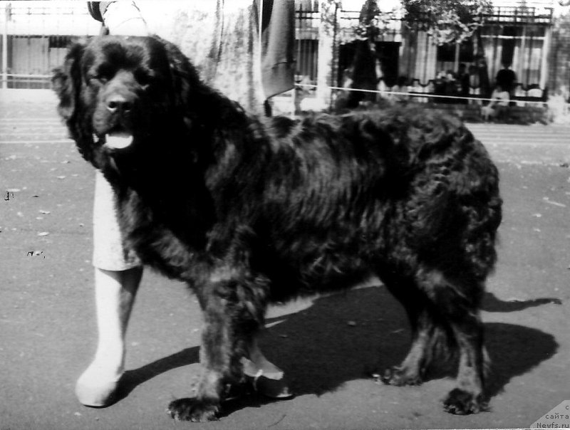 Фото: ньюфаундленд Мадлен