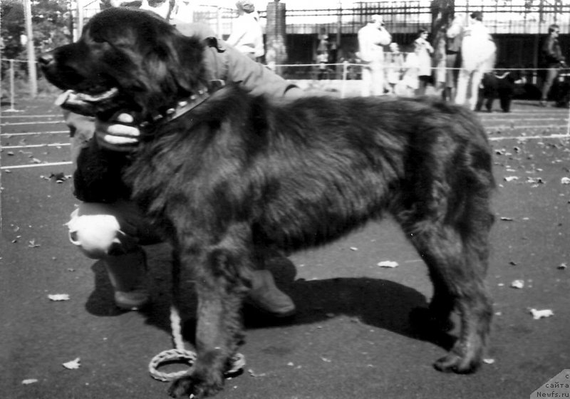 Фото: ньюфаундленд Ольвия Царь Ол