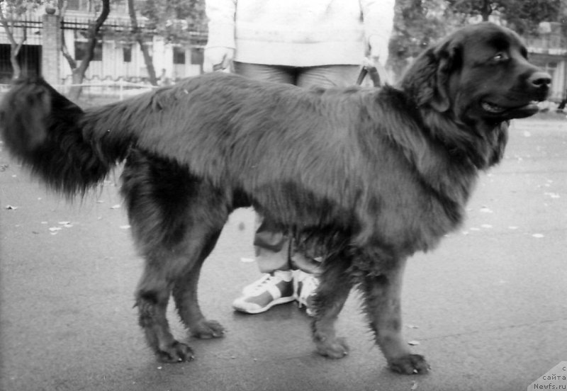 Фото: ньюфаундленд П Риф