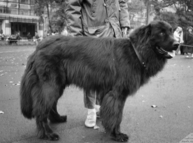 Фото: ньюфаундленд Джибсон Диа Зит