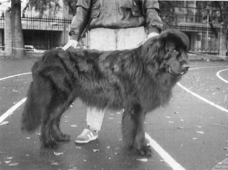 Фото: ньюфаундленд Винье Ант Зев