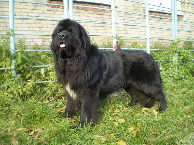 Фото: ньюфаундленд Супер Бизон Армани (Super Bizon Armani)