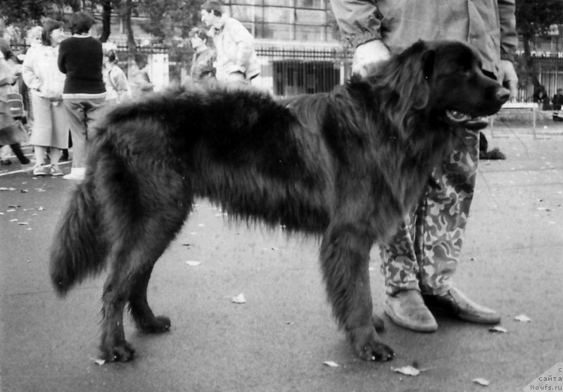 Фото: ньюфаундленд Викинг Бибай Мулуг