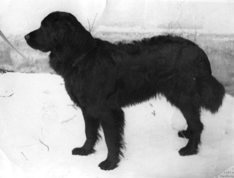 Фото: ньюфаундленд Ель Басси