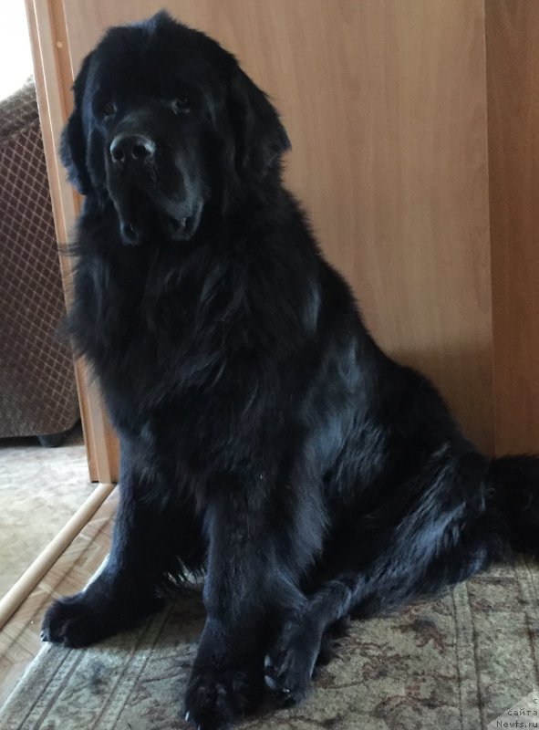 Фото: ньюфаундленд Браунблад МСК Хелфи Бэст Армани (Brownblood MSK Helfi Best Armani)