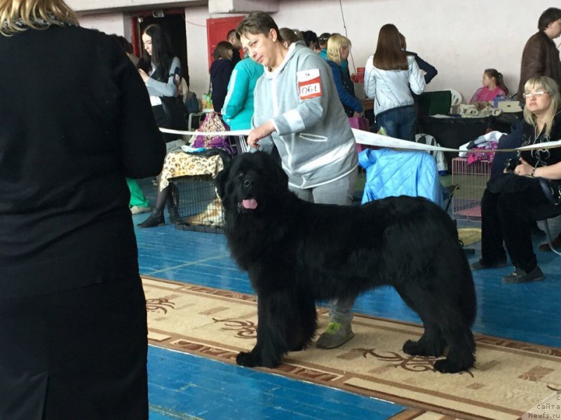 Фото: ньюфаундленд Браунблад МСК Хелфи Бэст Армани (Brownblood MSK Helfi Best Armani), Екатерина Кузнецова