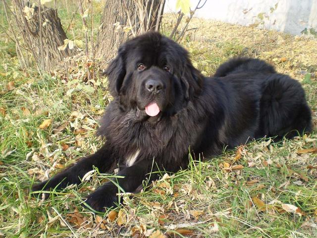 Фото: ньюфаундленд Супер Бизон Армани (Super Bizon Armani)