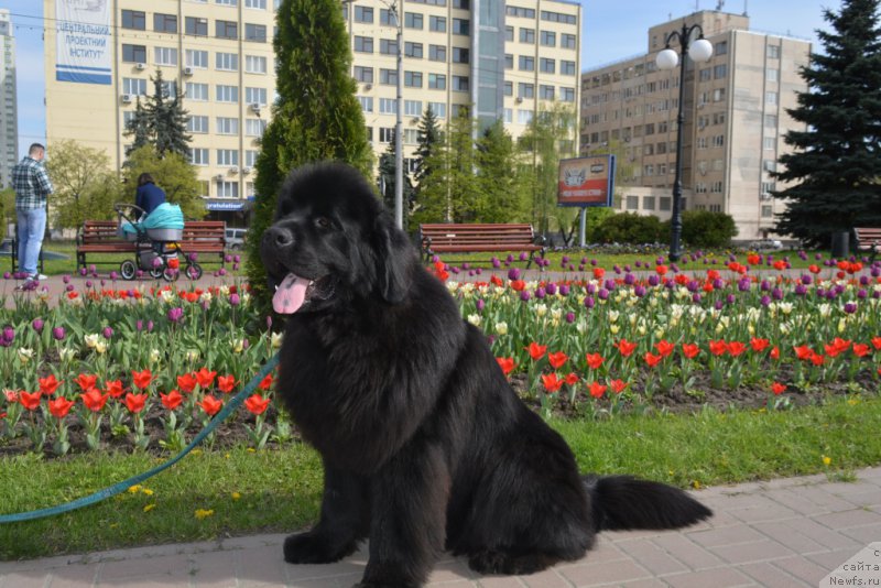 Фото: ньюфаундленд Chudotvorniy Atlas Kara Deniz