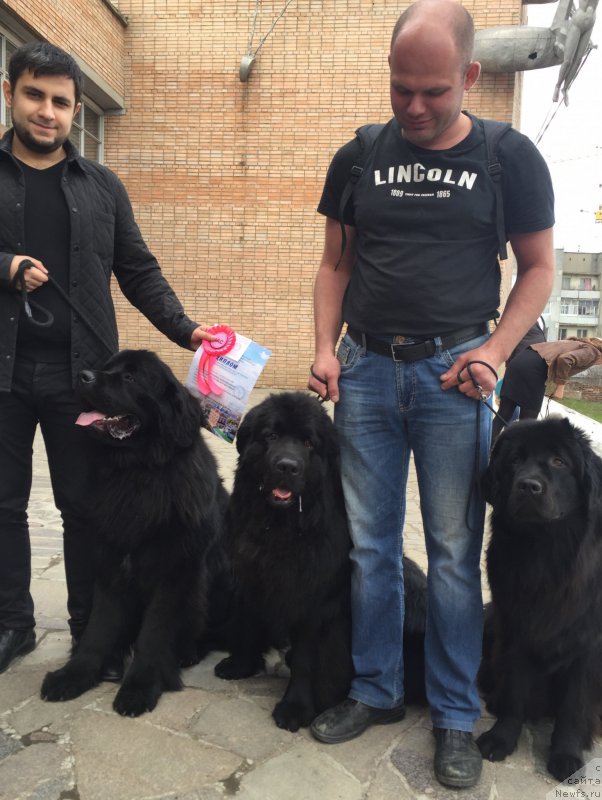 Фото: Владимир Хачатрян, ньюфаундленд Браунблад МСК Хелфи Бэст Армани (Brownblood MSK Helfi Best Armani)