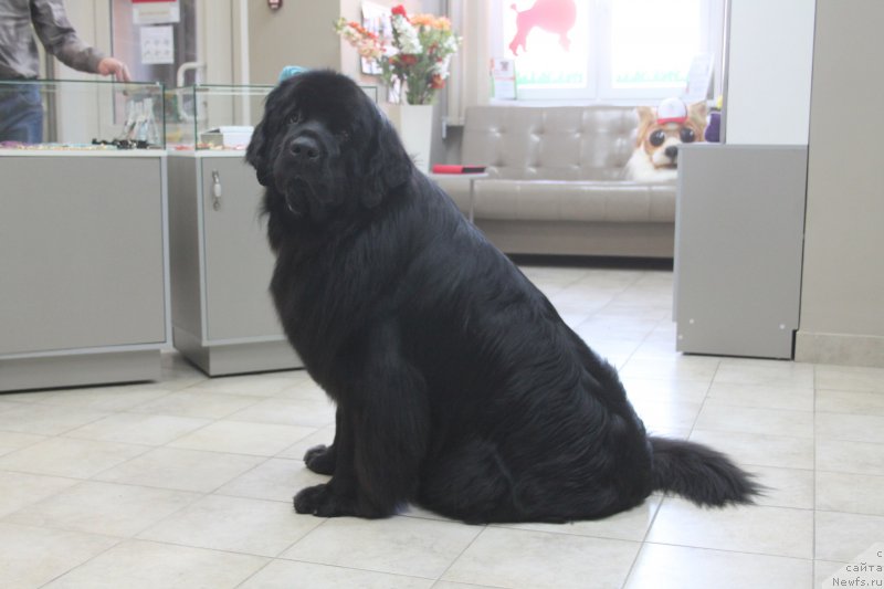 Фото: ньюфаундленд Аквиан Сонг Нострадамус