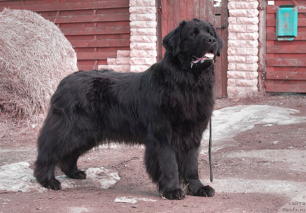 Фотография № 205810