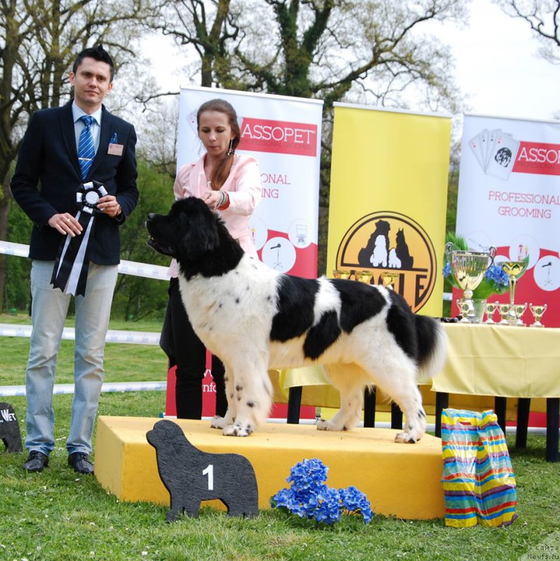 Фото: ньюфаундленд Черная Мафия Зебра Тиме (Chernaya Mafia Zebra Time)