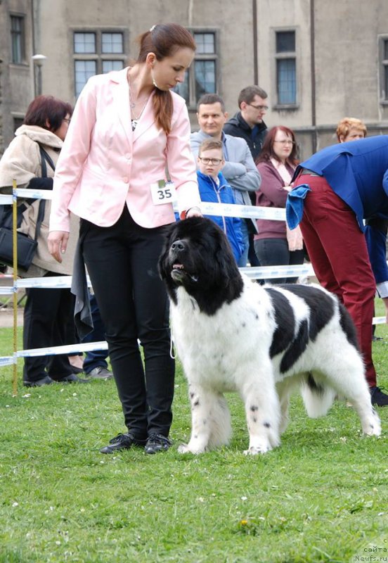 Фото: ньюфаундленд Черная Мафия Зебра Тиме (Chernaya Mafia Zebra Time)