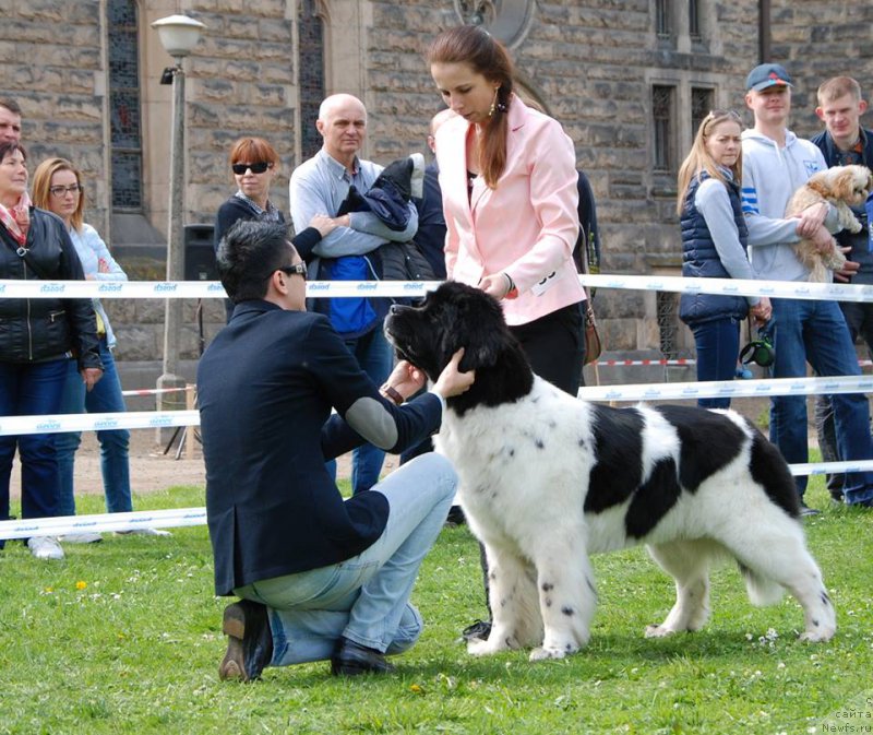Фото: ньюфаундленд Черная Мафия Зебра Тиме (Chernaya Mafia Zebra Time)