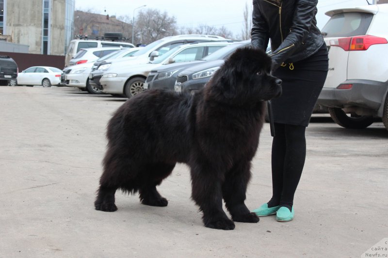 Фото: ньюфаундленд God's Handiwork Dinastiya Soverchenstva