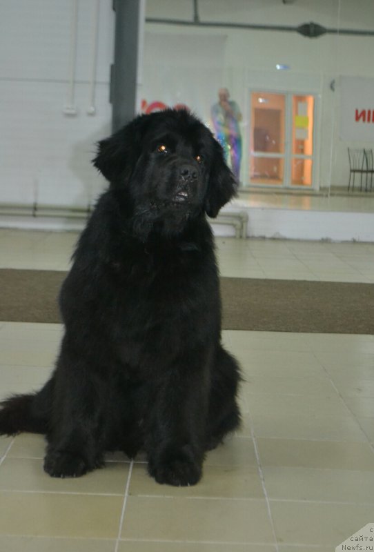 Фото: ньюфаундленд Нефертити Красавица Грядет