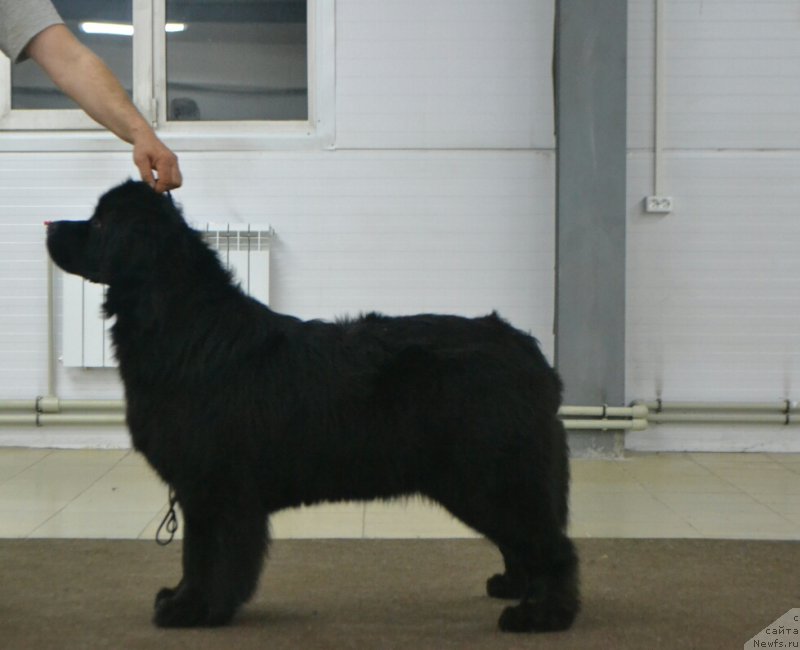 Фото: ньюфаундленд Нефертити Красавица Грядет