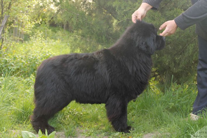 Фото: ньюфаундленд Яхта с Берега Дона (Yahta s Berega Dona)