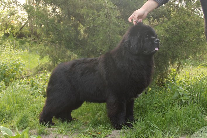 Фото: ньюфаундленд Яхта с Берега Дона (Yahta s Berega Dona)