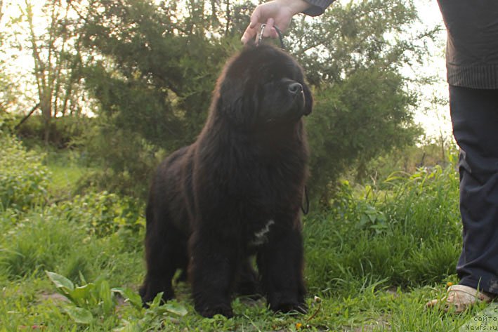 Фото: ньюфаундленд Яхта с Берега Дона (Yahta s Berega Dona)