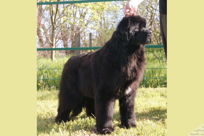 Фото: ньюфаундленд Я с Берега Дона (Ya s Berega Dona)