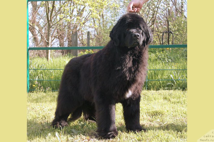 Фото: ньюфаундленд Я с Берега Дона (Ya s Berega Dona)