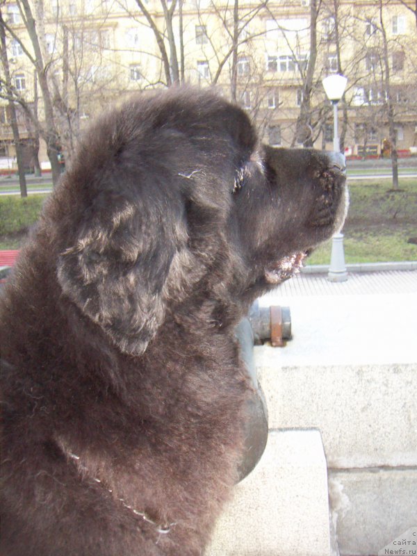 Фото: ньюфаундленд Сент Джонс Хейли Куитми (Sent Djons Haily Kuitmi)