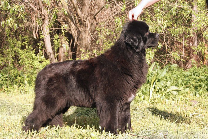 Фото: ньюфаундленд Я с Берега Дона (Ya s Berega Dona)