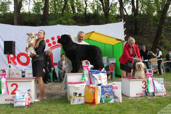 Фото: ньюфаундленд Жоржетта с Берега Дона (Zhorzhetta s Berega Dona)