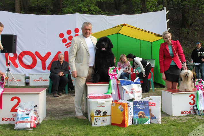 Фото: ньюфаундленд Жоржетта с Берега Дона (Zhorzhetta s Berega Dona)