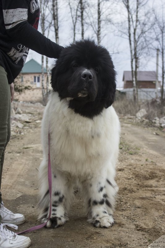 Фото: ньюфаундленд Супер Бизон Малина